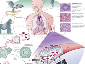 Cách phòng ngừa bệnh lây truyền Ebola chết người