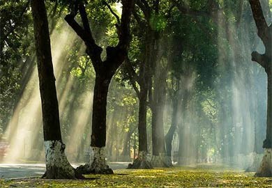 Những tuyến đường rợp bóng cây đẹp ở thủ đô