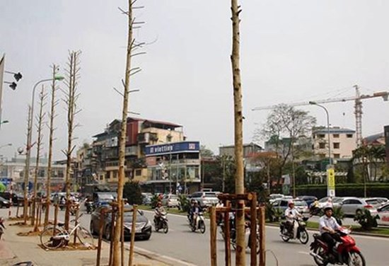 Hà Nội 'trồng nhầm' gỗ mỡ, không phải vàng tâm?