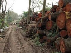“Đột nhập” các kho cây xanh vừa bị xẻ thịt