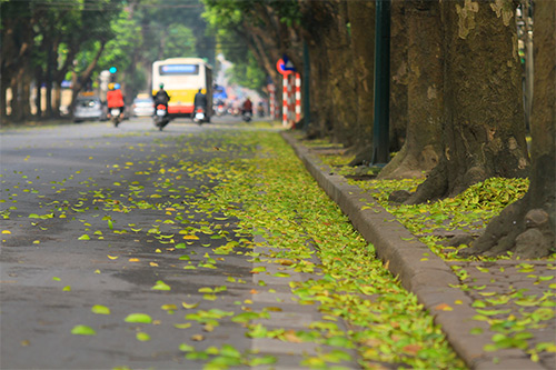 Lá sấu nhuộm vàng tuyến phố Trần Phú.