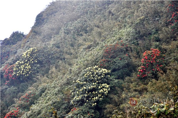 Sự kết hợp của những vạt màu hoa đỗ quyên đỏ và hoa đỗ quyên vàng tạo thành những gam màu rất đẹp  trong mắt du khách