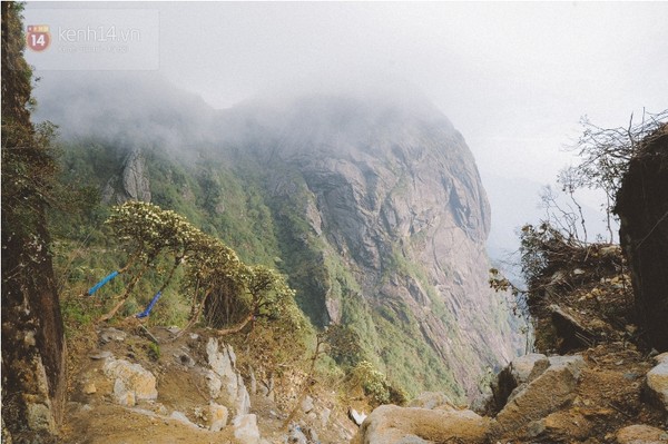 Hoa đỗ quyên "tạo dáng" bên núi rừng hùng vĩ.