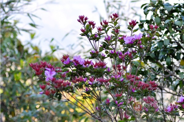 Bên cạnh hoa đỗ quyên vàng, tại vùng núi này còn xuất hiện sắc tím của hoa đỗ quyên.