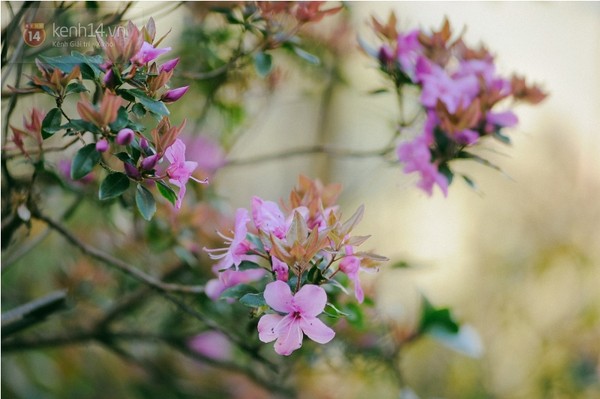 Đây là một trong 2 loại hoa đỗ quyên có màu tím.