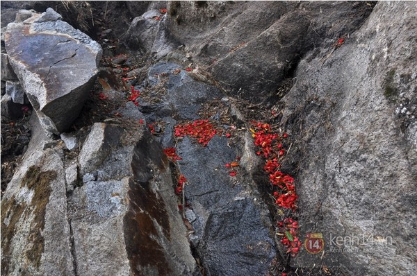 Như một quy luật tất yếu, hoa đỗ quyên nở và sắc hoa lại phủ kín mặt đất khi hoa tàn.