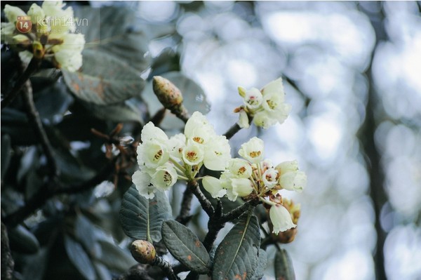 Những bông hoa đỗ quyên vàng đang khoe sắc rực rỡ trên con đường "chinh phục" Fansipan của du khách.