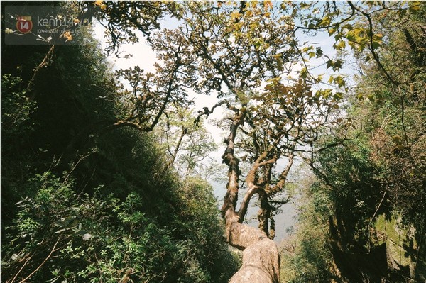 Thân cây đỗ quyên cổ thụ vươn dài ra xa vách núi...