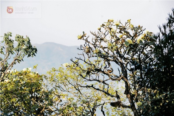 Sắc vàng của cây hoa đỗ quyên cổ thụ tô điểm cho hương sắc núi rừng Tây Bắc.