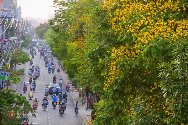 Người Sài Gòn thường hay ghen tị với Hà Nội rằng tại sao họ lại có mùa hoa Sưa, hoa Sữa,... mà Sài Gòn thì chẳng có gì. Không phải Sài Gòn không có, mà chỉ vì bạn không để ý đó thôi. 