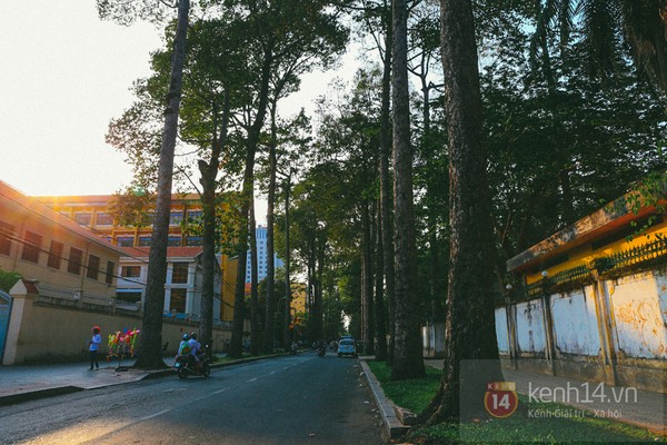 Hàng xà cừ trên đường Nguyễn Bỉnh Khiêm hay Tôn Đức Thắng luôn khiến người Sài Gòn cảm thấy nao lòng. Đây là những con đường xanh nổi tiếng và đẹp nhất còn đang tồn tại giữa trung tâm thành phố.

