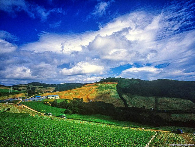 20. Gangneung Anbandeok-gil: Nhờ nằm khá gần Seoul (mất khoảng 3 tiếng đi xe), Gangneung ở tỉnh Gangwon là một trong những địa điểm du lịch đông khách quanh năm của Hàn Quốc.