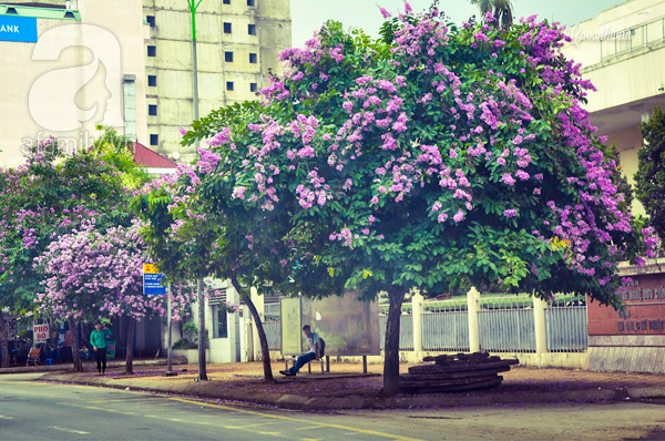Hoa có màu tím hồng rực rỡ, cây thường được trồng ven đường. Vì thế, cứ khi nào tháng 5 đến, hoa bằng lăng lại có dịp nở rộ hai bên đường đi đẹp vô cùng. Không ít người thích ngồi dưới tán cây hóng mát

