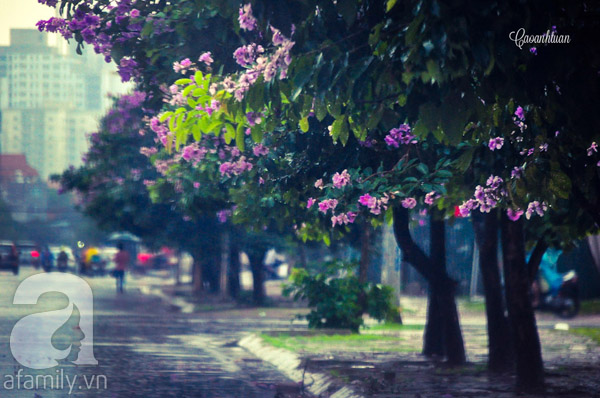 Hoa bằng lăng có màu tím hoặc tím nhạt, mọc thành chùm, thường thấy vào mùa hè. Mỗi bông hoa có 6 cánh. Biết bao người Hà Nội phải ngỡ ngàng trước vẻ đẹp thuần khiết của hoa bằng lăng.

