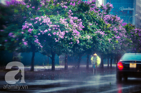 Đi qua những con phố như Phan Đình Phùng, Lý Nam Đế... sắc hoa tím, màu tím dịu dàng sâu lắng của hoa bằng lăng nhuộm tím các con phố, những cung đường quen thuộc của thủ đô Hà Nội.