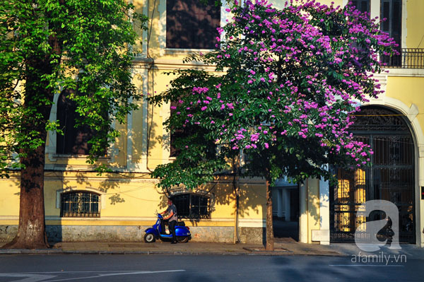 Đi tới đâu trong thời gian này, ta cũng có thể gặp hoa bằng lăng đẹp rực rỡ. 