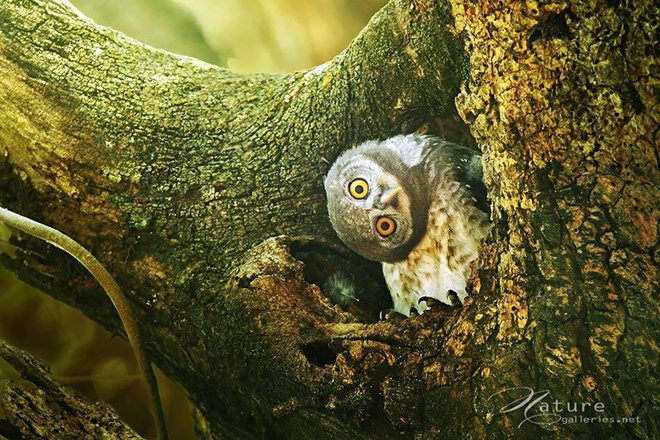 Cú được coi là loài chim vương giả nhất, một loài động vật bí ẩn và duyên dáng nhất trong khu rừng.
