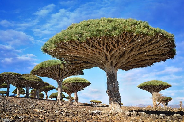 Đây là loại cây hiếm và chỉ có trên đảo Socotra, Yemen. Với hình dáng độc đáo, cây máu rồng tựa như những chiếc dù khổng lồ