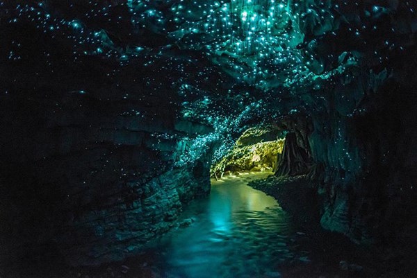 Hang động đom đóm kỳ ảo này nằm ở New Zealand. Năm 1887, hang động này được phát hiện đến 1889 thì mở cửa cho du khách đến tham quan. Ngoài đom đóm, hang động còn sở hữu nhiều tầng đá vôi tuyệt đẹp.
