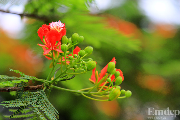 Những cành hoa rung rinh trong cơn gió nhẹ.