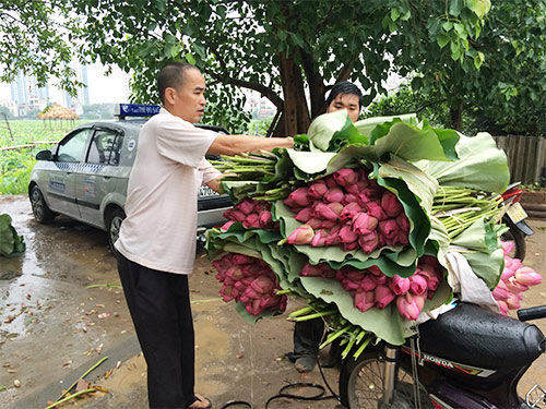 Hầu hết các tiểu thương thương tới tận đầm để lấy sen mang đi bán