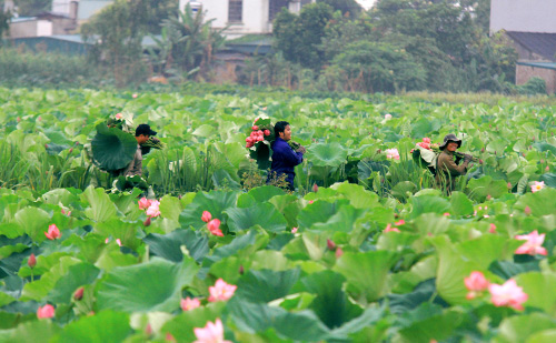 Người trồng sen tranh thủ hái hoa phục vụ khách hàng có nhu cầu chơi sen sớm.