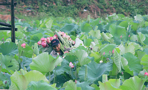 Hoa sen thường được hái vào buổi sớm tinh mơ khi mặt trời chưa ló dạng.