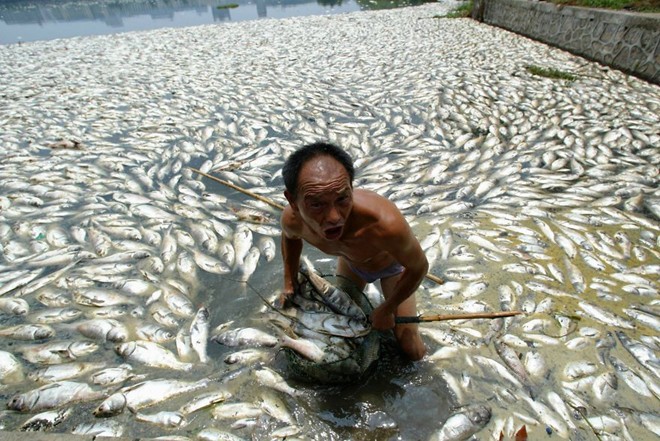 Công nhân vớt cá chết hàng loạt do ô nhiễm nguồn nước ở tỉnh Hồ Bắc, Trung Quốc.