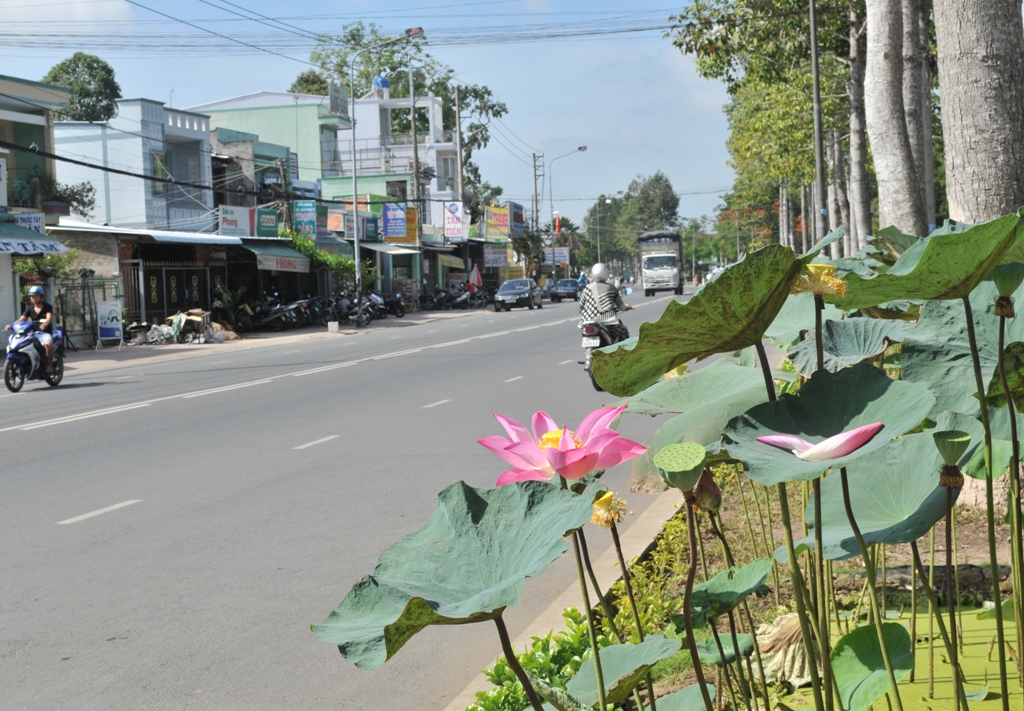 Sen trên đường Phạm Hữu Lầu - phường 4