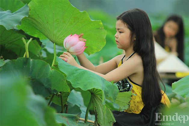 Đọ sắc bên hoa sen.