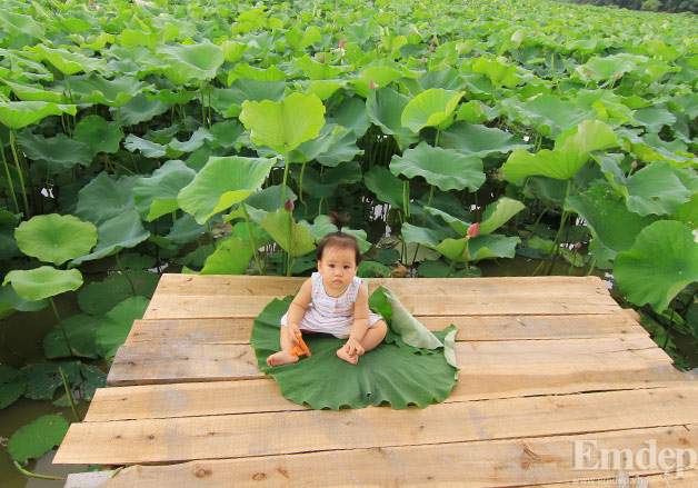 Mặc dù mới 15 tháng tuổi, nhưng hè này bé Bee cũng được bố mẹ đưa ra đầm sen chụp ảnh. Ánh mắt lạ lẫm của Bee khi thấy ống kính máy ảnh.