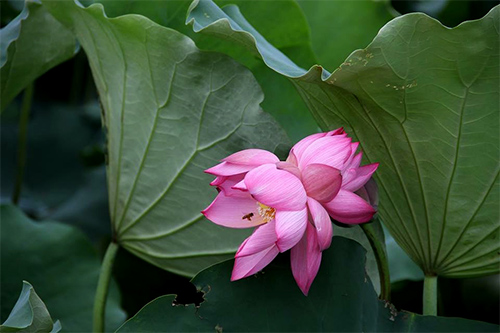Có lẽ, mùi thơm của loài hoa này khá đượm nên thu hút nhiều ong, bướm tìm tới.