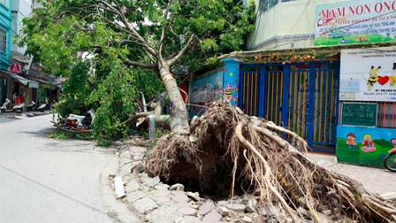 Sau siêu dông, nhiều ngôi nhà vẫn bị cây đè