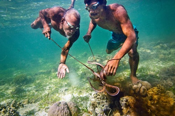 Hai cha con cùng săn bạch tuộc dưới vùng biển san hô ngoài khơi đảo Sulawesi, Indonesia.