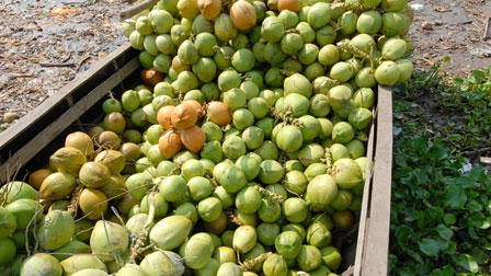 Ngày bán 5.000 quả dừa tí hon, hàng lạ gây sốt mùa nắng cháy-4