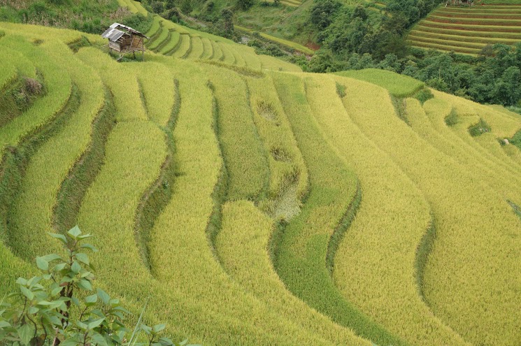 Ruộng bậc thang mùa lúa chín vàng bao giờ cũng hút hồn khách du lịch