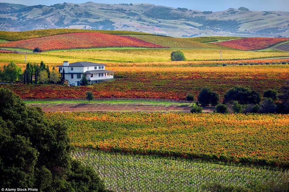 Thung lũng trồng nho Napa ở California đẹp mơ màng.