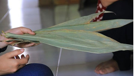 Nhặt lá tre rụng về bán mà thành tỷ phú-2