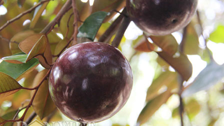 Phát sốt với giống vú sữa lạ: Trái chín vàng bóng, ra quả quanh năm-10