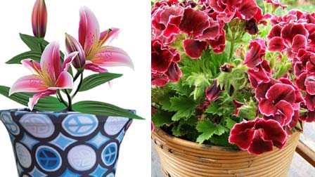 Gợi ý những loại hoa chơi Tết đẹp, hết mùng vẫn chưa tàn, khách đến nhà chơi ai cũng khen tấm tắc!-9