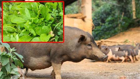 Bán thịt quê, rau sạch kiếm chục triệu mỗi tháng-3