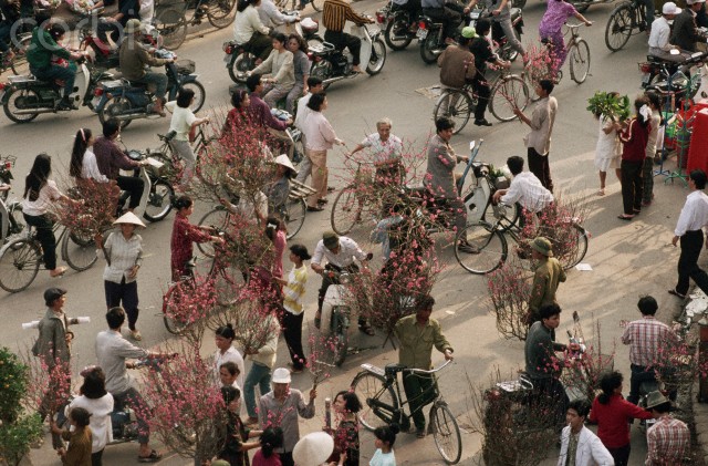 Bất kể mọi khó khăn, hoa đào luôn không thể thiếu trong ngày Tết cổ truyền của Việt Nam