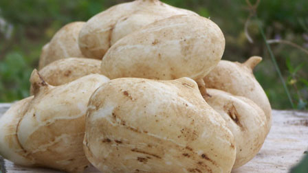 Không ngờ củ rẻ tiền này ngừa được hàng loạt bệnh-2