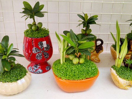 9 loại cây cảnh mini để bàn vừa xinh vừa rước tài lộc đến với chủ nhân
