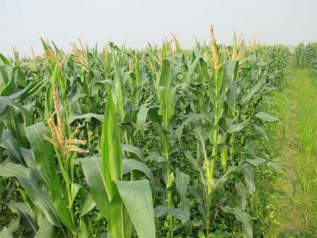 “Hành sự” giữa ruộng ngô, chồng bị vợ chém bất tỉnh