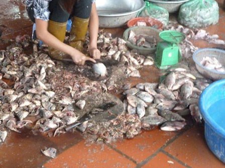 Kinh hoàng: Bún cá 