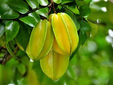 Nước ép rẻ tiền chữa bệnh sỏi thận
