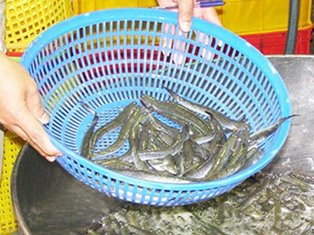 Cá và khô cũng nhiễm chất cấm