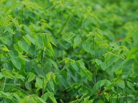 Ăn rau ngót mỗi ngày bạn sẽ khỏi những bệnh  này