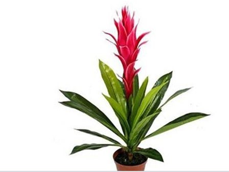12 loại cây mang tài lộc vào nhà theo tuổi của gia chủ